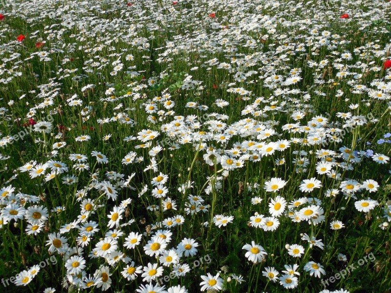 Daisies Leucanthemum Flowers Summer Composites