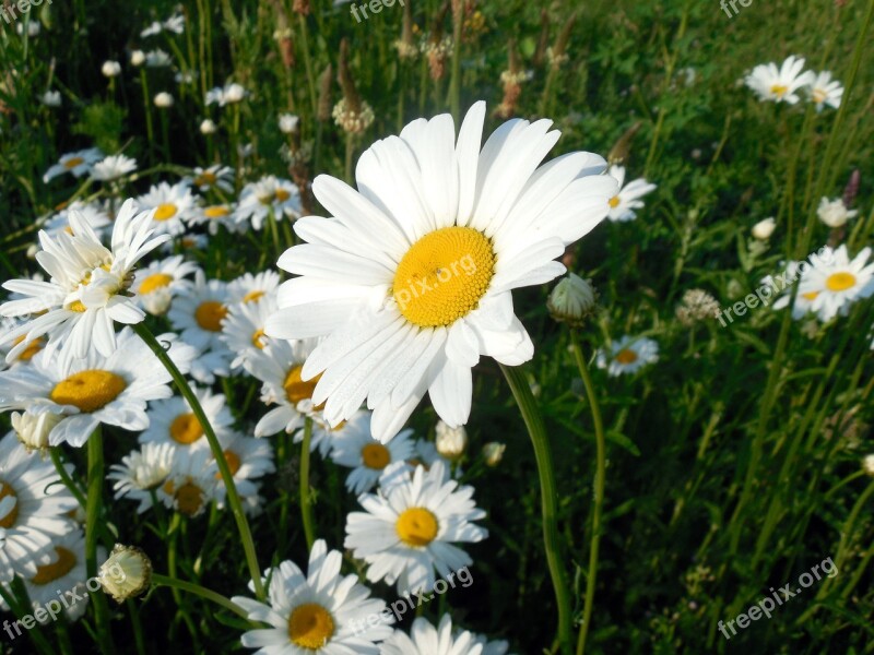 Marguerite Leucanthemum Blossom Bloom Flower