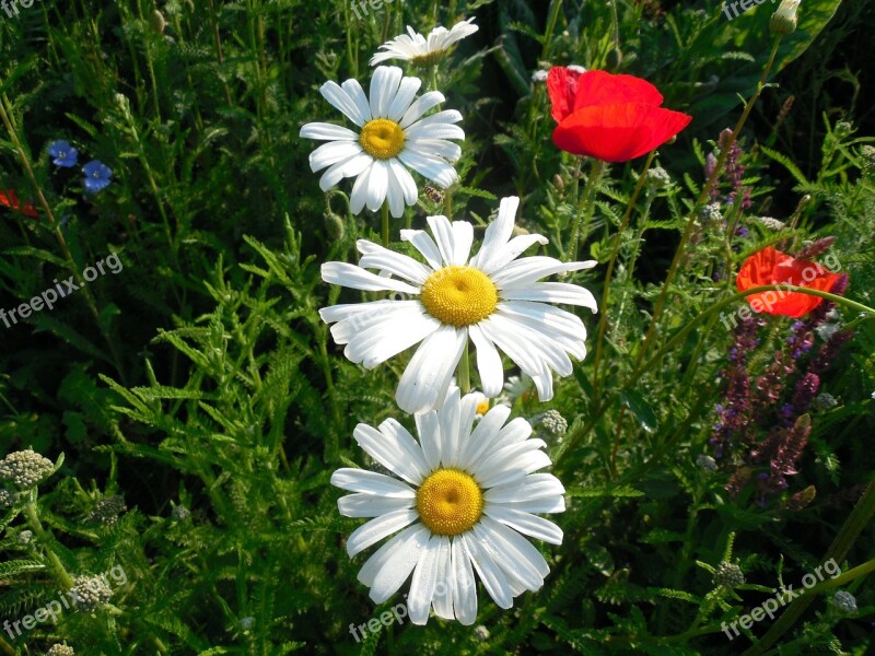 Marguerite Leucanthemum Blossom Bloom Flower