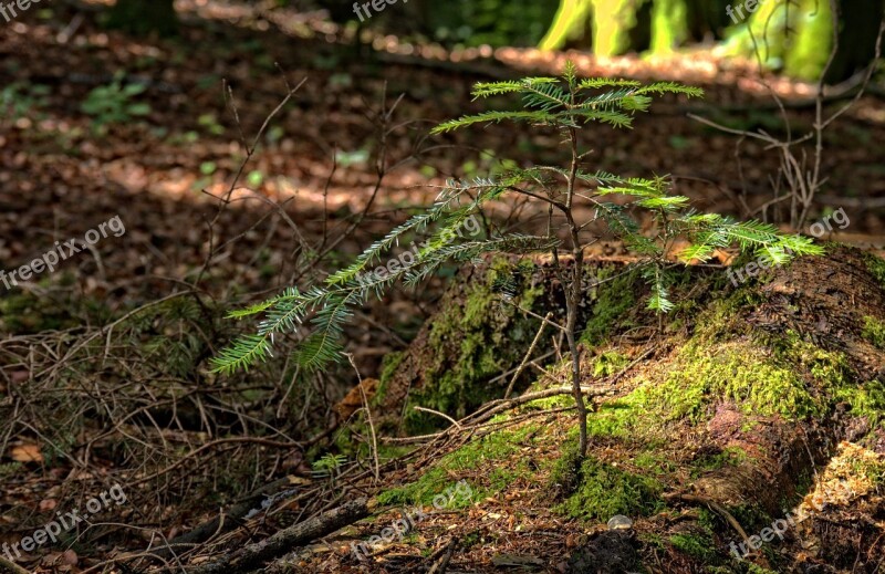 Plant Tree Engine Nature Spring