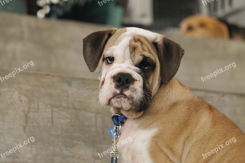 Puppy Dog Bulldog Pet Animal