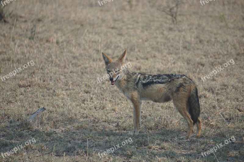 Jackal South Africa Wildlife Black-backed Nature