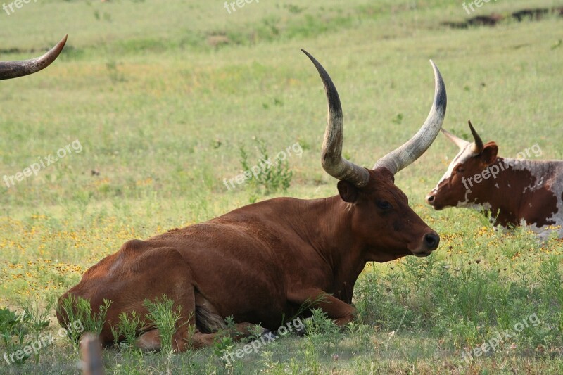 Longhorn Cow Oklahoma Agriculture Livestock