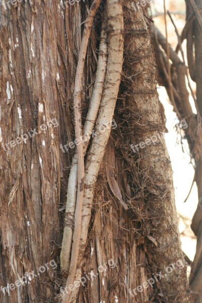 Tree Bark Forest Nature Environment