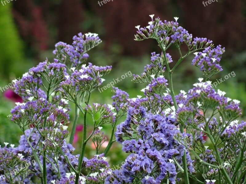 Purple Flowers Botany Flora Free Photos