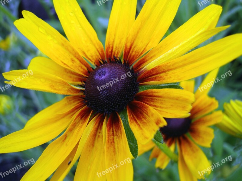 Cone Flower Cone Flower Yellow Blossom