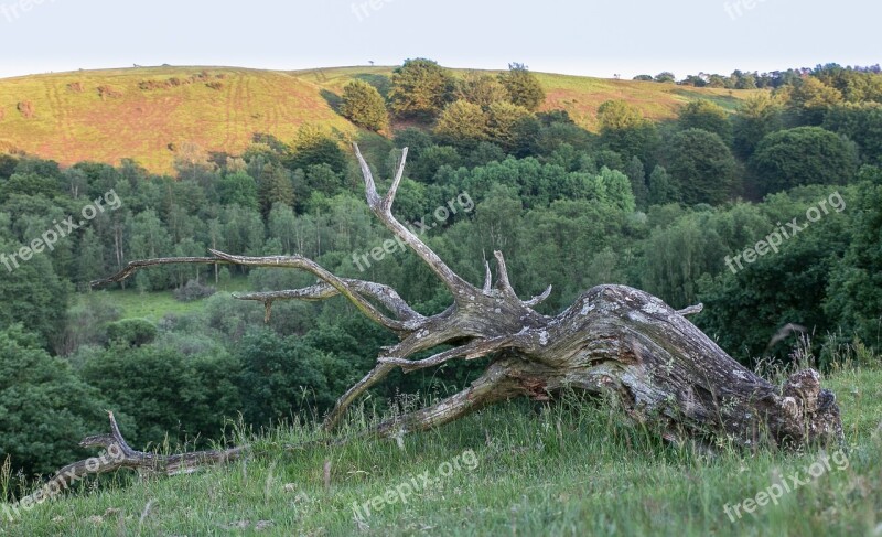 Rod Old Wood Hills Summer