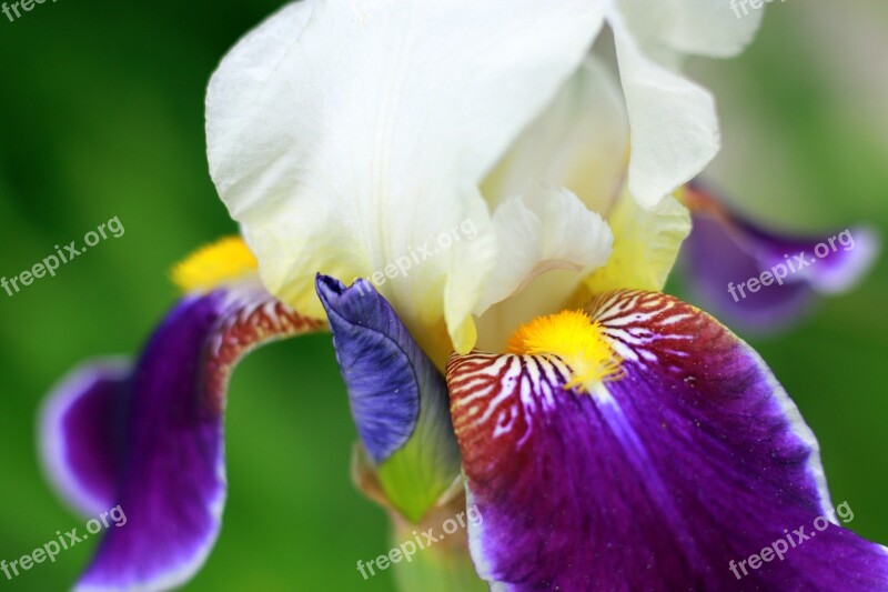 Iris White Yellow Purple Flower