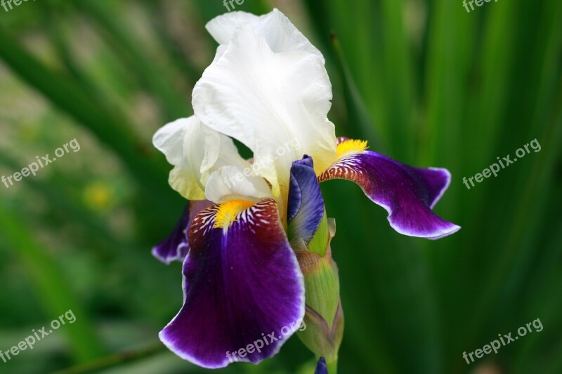 Iris White Yellow Purple Flower