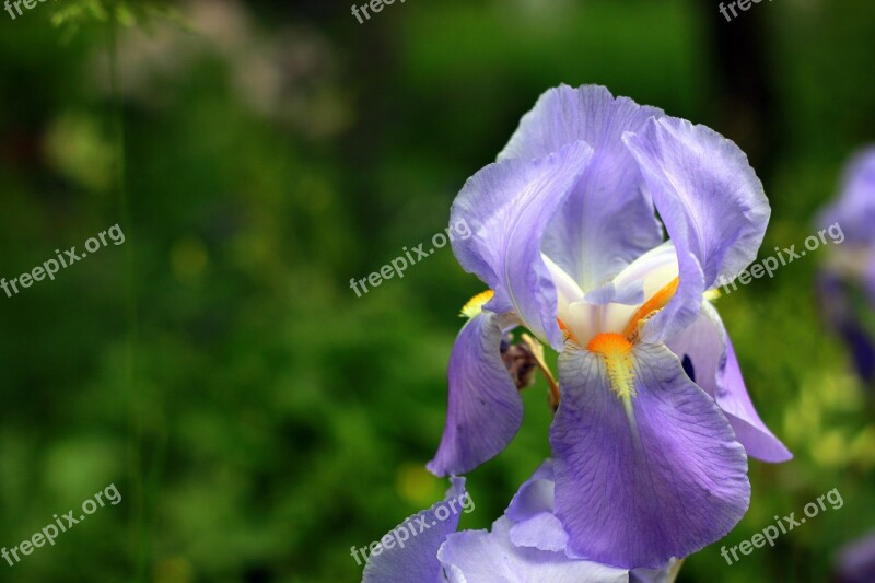 Iris Purple Flower Garden Park