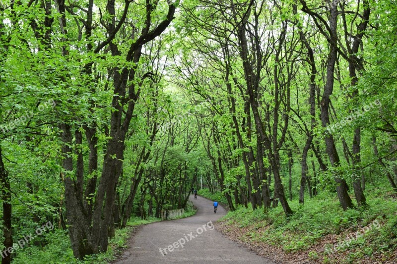 Park Forest Nature Stroll Spring