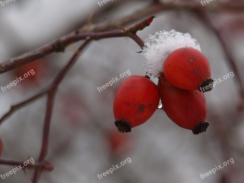 Fruit Wild Rose Red Rosebush Plant