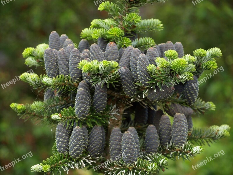 June Green Forest Tree Nature