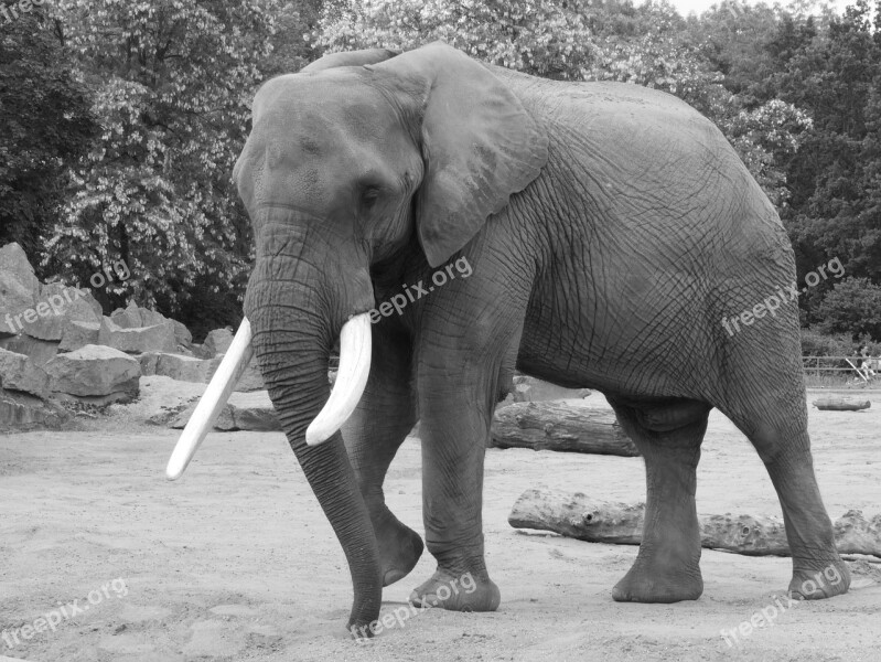 Elephant Black And White Animal Portrait Black White Pachyderm