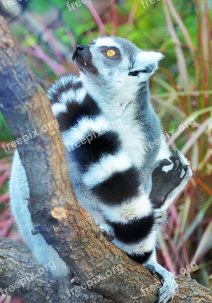 Lemur Maki Wild Maki Catta Madagascar