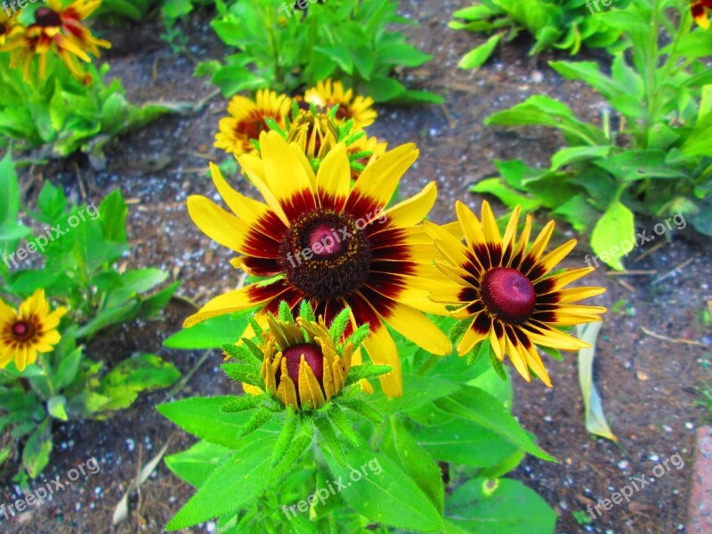 Black Eyed-susan Flower Yellow Nature Garden