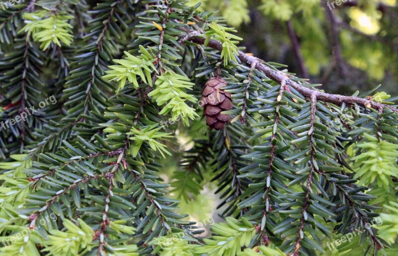 Hemlock Tree Cones Background Texture