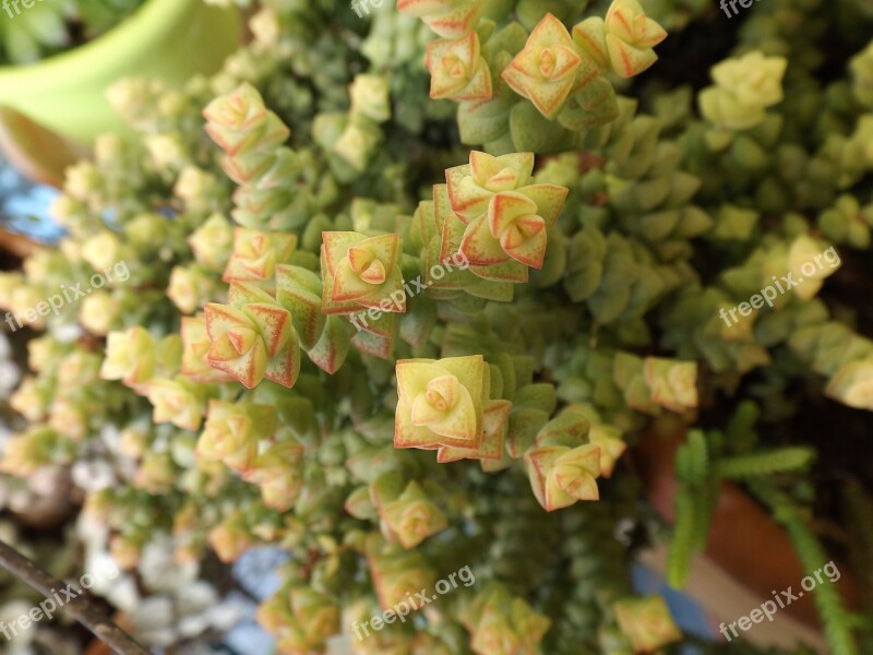 Succulent Plant Green Plants Nature Fractal