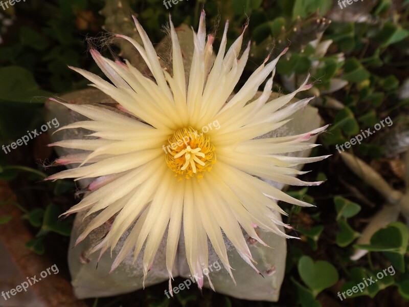 Flower Succulent Plant Green Plant Bloom