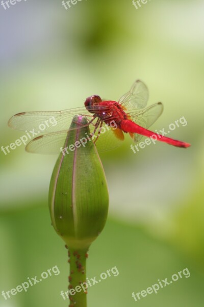 Dragonfly Wing Close Up Red Dragonfly Free Photos