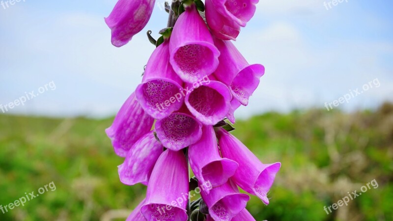 Flower Pink Pink Flowers Nature Petal