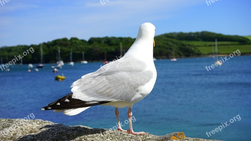 Seagull Sea Bird Gull Flight