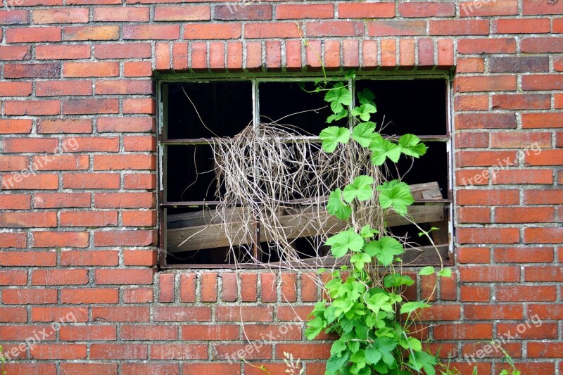 Window Ruin Old Wall Grow To