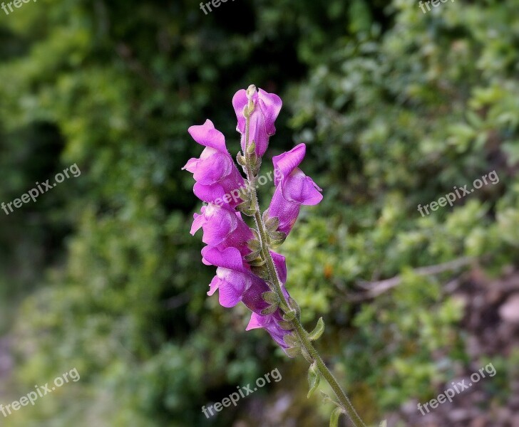 Flowers Roses Nature Flower Pink