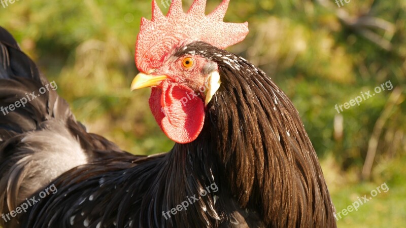 Farm Bird Hahn Poultry Chicken