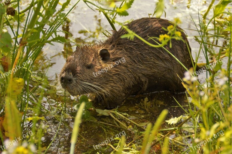 Nutria Cub Water Animal Pond