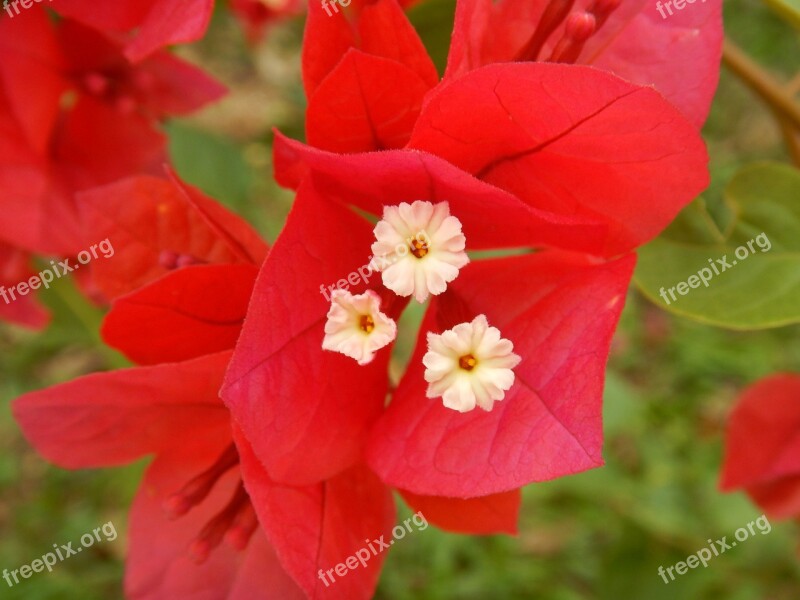 Flower Red Red Flower Nature Garden