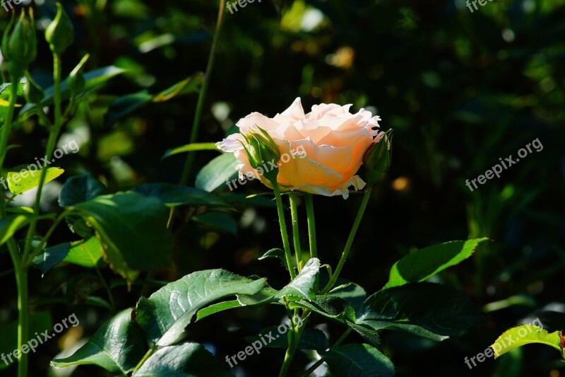 Flower Blossom Bloom Rose Pink