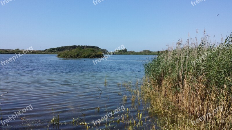 Dune Area Lake In The Dunes Sunny Water Reed Free Photos