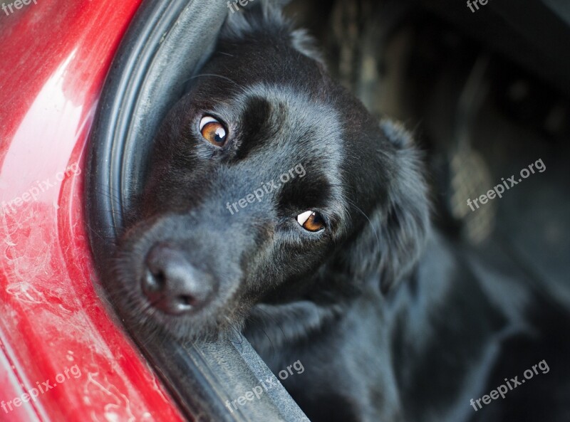 Dog Auto View Sleep Relax