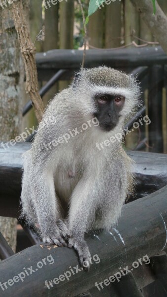 Vervet Money Monkey Africa Ape Free Photos