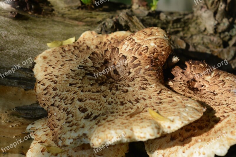 Tree Fungus Mushroom Mushrooms On Tree Free Photos