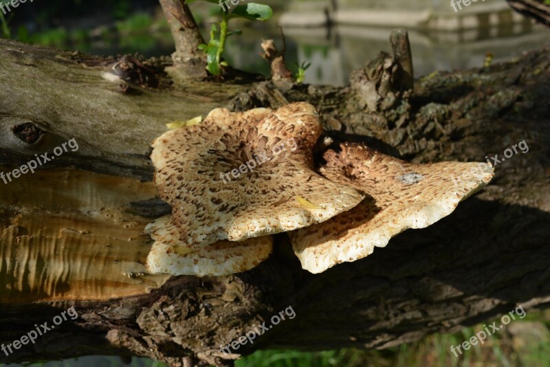 Tree Fungus Mushroom Mushrooms On Tree Free Photos