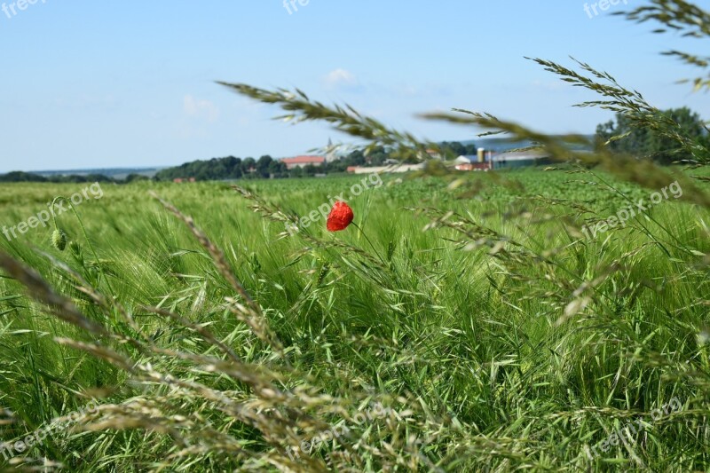 Klatschmohn Cornfield Agriculture Sharpness Blur