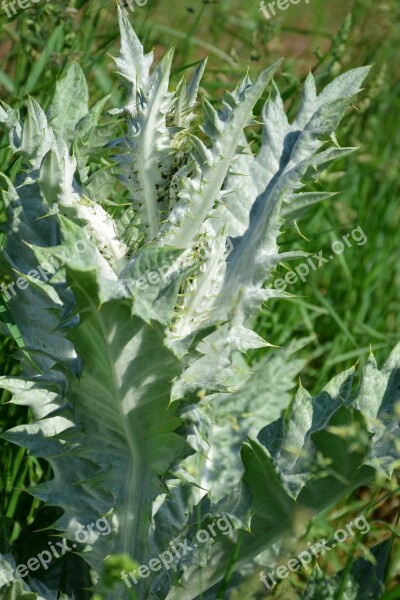 Silver Thistle Close Up Growth Nature Green