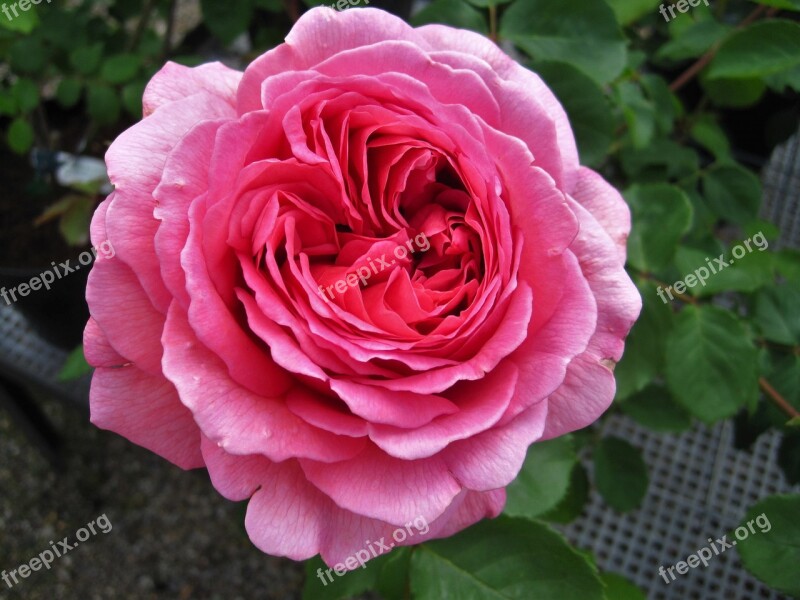 Floribunda Rose Filled Garden Rose Blossom