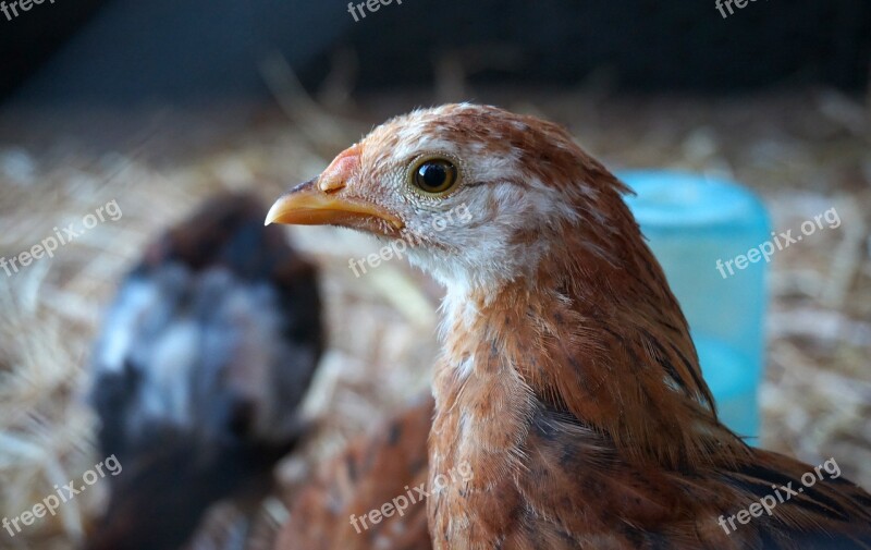 Rescued Chicken Beauty Eye Animal