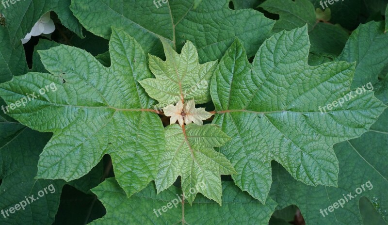 Oak Leaf Hydrangea Leaves Hydrangea Leaves Plant Shrub