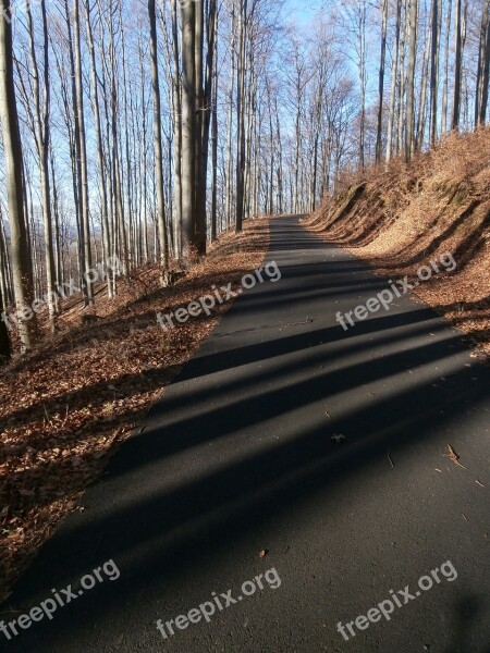 Forest Nature Beech Forest Light Shadow