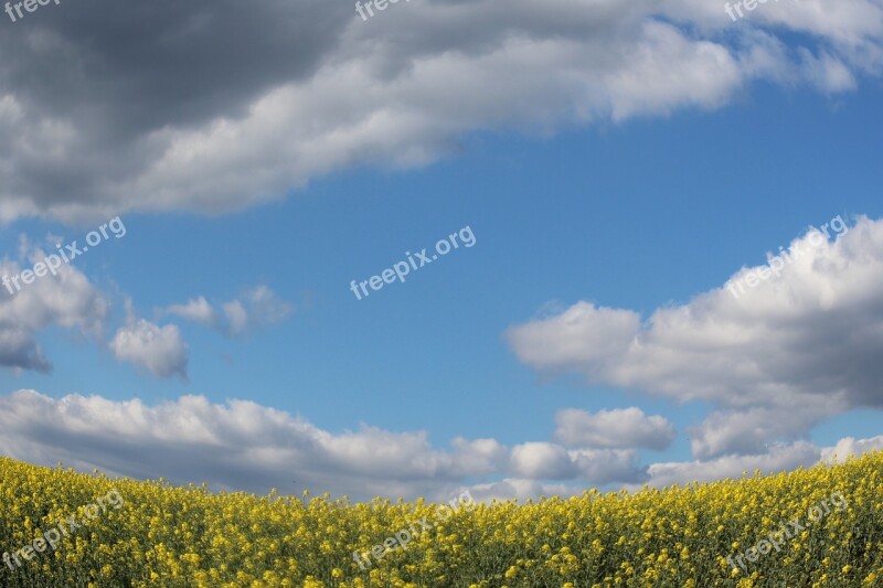 Fields Mustard Sky Blue Yellow