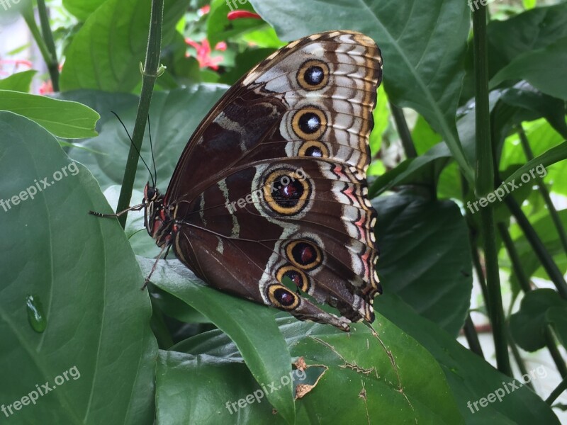 Butterfly Camouflage Summer Insect Nature