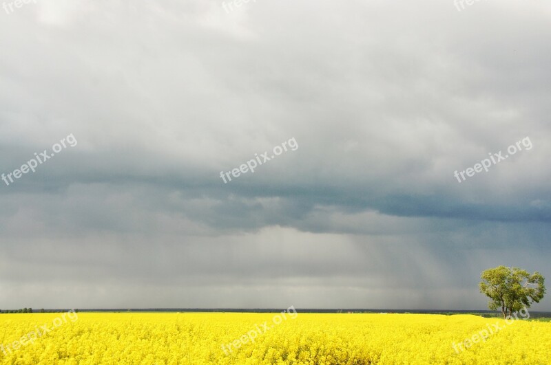 Rapeseed Field Landscape Nature Free Photos