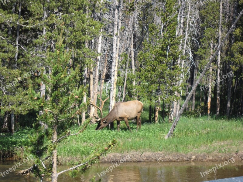 Elk Woods Animal Mammal Park