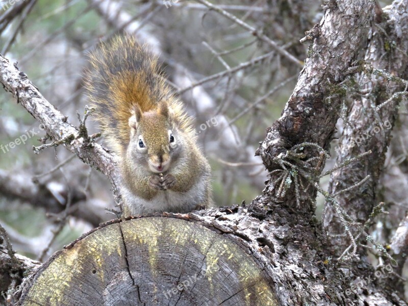 Red Squirrel Spring Squirrel Nature Wildlife