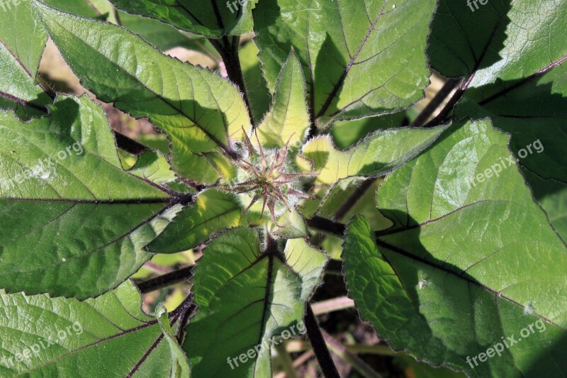 Sunflower Bud Flower Sun Freshness