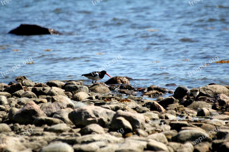 Oystercatcher Bird Haematopus Ostralegus Orange Beak Stone